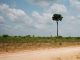 Can investors save the Amazon?