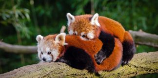 Should Animals Be Kept in Zoos?