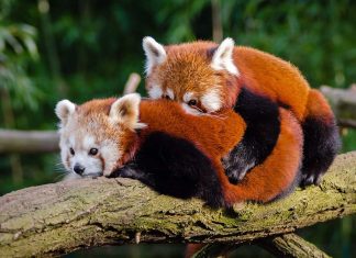 Should Animals Be Kept in Zoos?