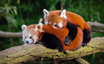 Should Animals Be Kept in Zoos?
