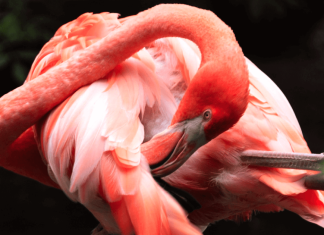 How To Talk About Animals In Portuguese