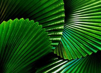 How Biomimicry Can Solve the Environmental Crisis