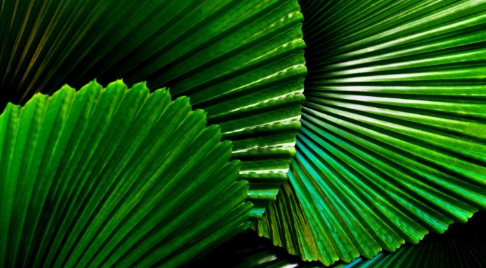 How Biomimicry Can Solve the Environmental Crisis