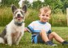 How to Choose the Right Pet for Your Family