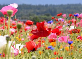 Spring Traditions Around The World