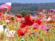 Spring Traditions Around The World