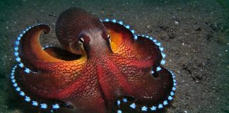 How many hearts does an octopus have?