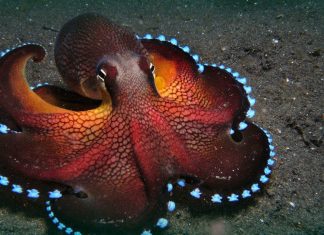 How many hearts does an octopus have?