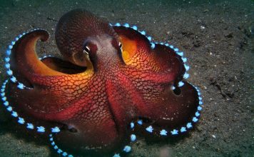 How many hearts does an octopus have?