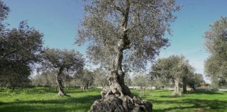 Why Italy’s olive trees are dying