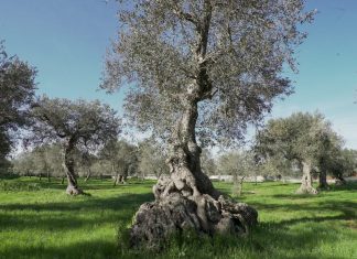 Why Italy’s olive trees are dying