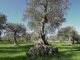 Why Italy’s olive trees are dying