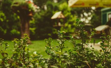 Green Ideas On Your Outdoor Spaces