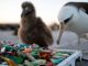 Plasticosis: A Synthetic Health Crisis Waiting in the Wings?