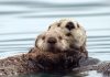 How sea otters can fight climate change