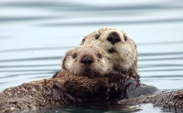 How sea otters can fight climate change