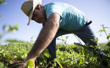 The Essential Work of Farmers