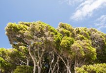 Why the world’s tallest trees are dying