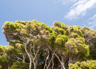 Why the world’s tallest trees are dying
