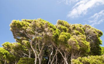 Why the world’s tallest trees are dying