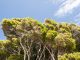 Why the world’s tallest trees are dying